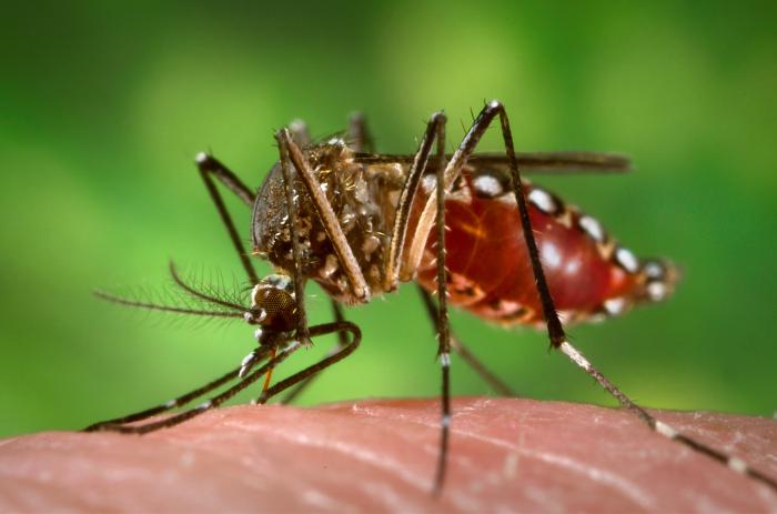 Aedes aegypti during blood meal